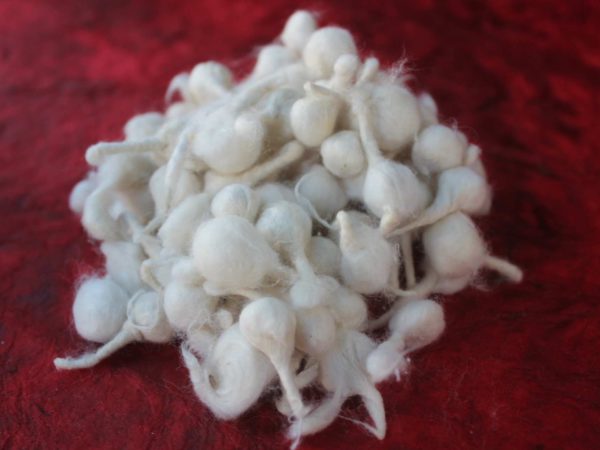 Cotton Wicks/Batti/?????